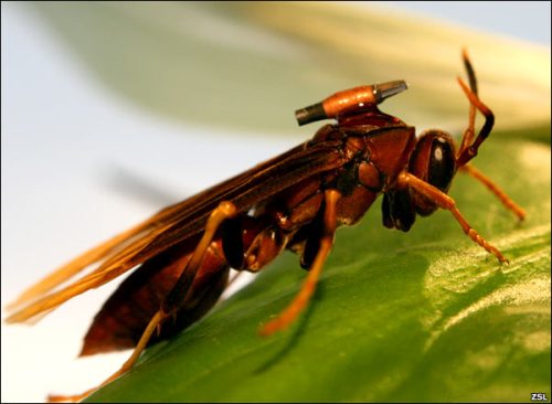 Paper Wasp with RFID tag